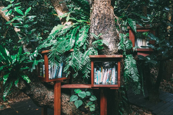 Bookshelves built into a tree in a forest