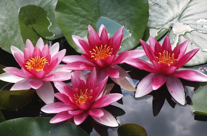 Four pink water lilies on a pond