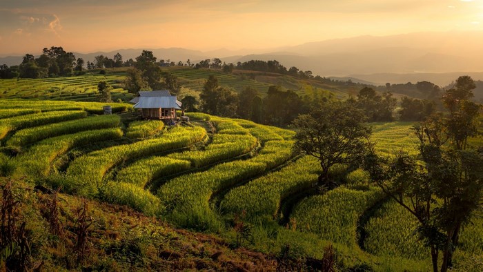 Terraced rice fields with a small house at sunset