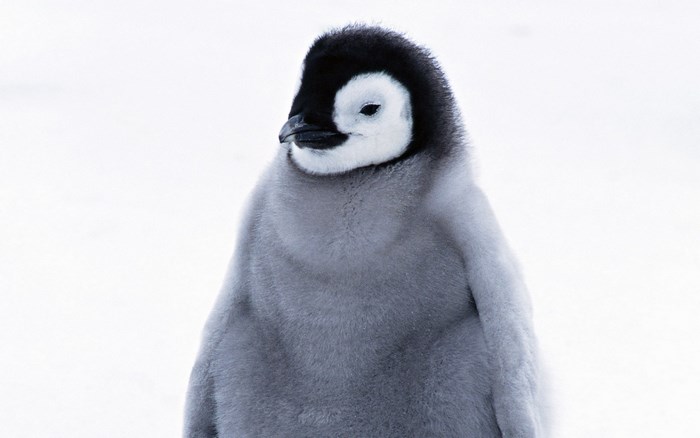 Emperor Penguin Chick in Snow