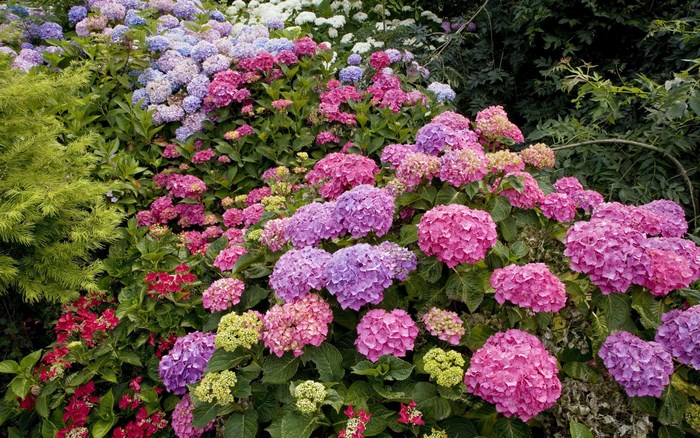 A garden filled with colorful hydrangeas