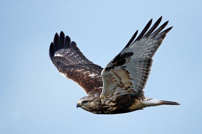 Hawk in flight against a blue sky