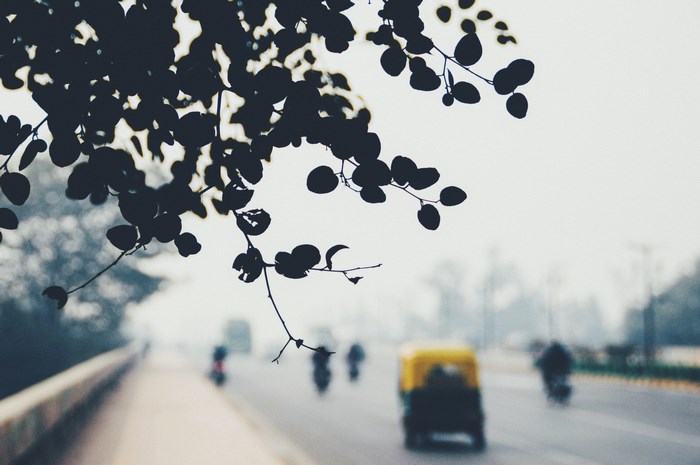 Silhouette of leaves over a foggy city street with traffic