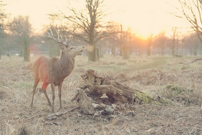 Deer with antlers in a field at sunset