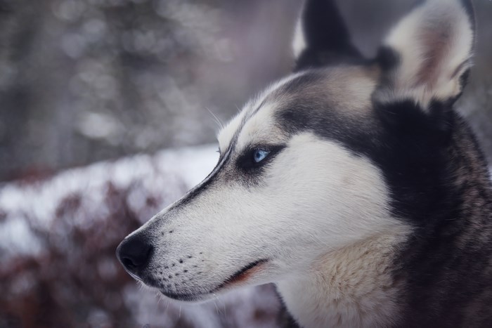 Husky dog with blue eyes in winter