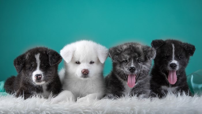 4K Image of Four Adorable Puppies on Fur