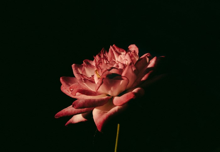 Pink rose with water droplets on petals against black background