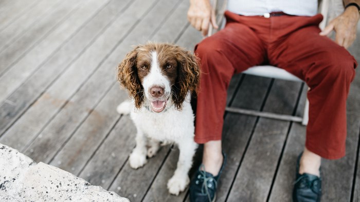English Springer Spaniel sits next to a person on a wooden deck