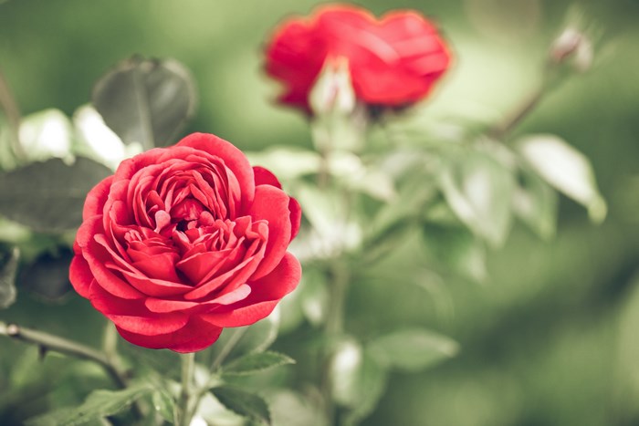 Red rose in a garden with shallow depth of field