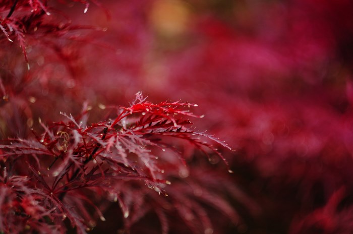 Red Japanese Maple Leaves with Dew Drops