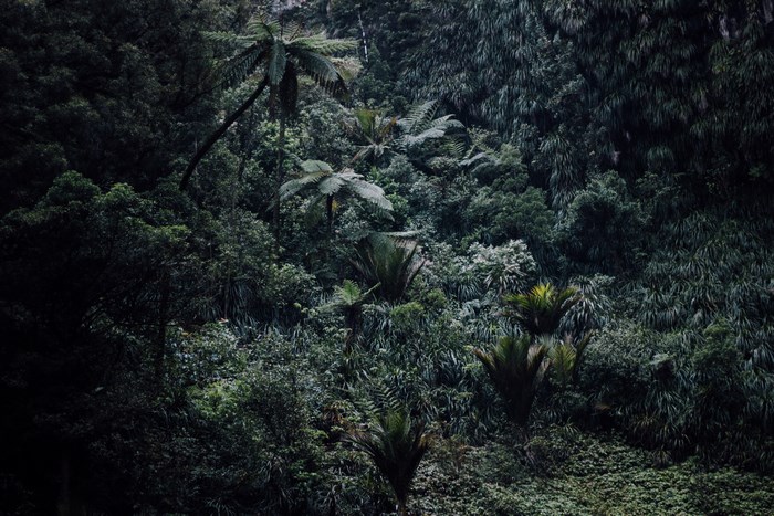 Dense New Zealand jungle with ferns and trees