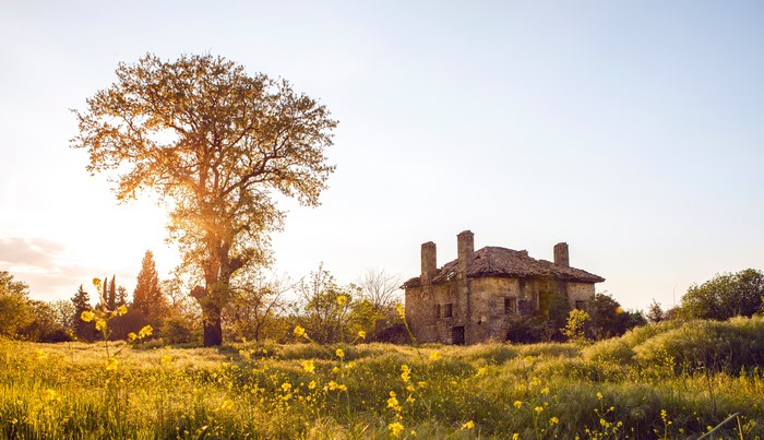 Old stone house ruin in a wildflower field at golden hour