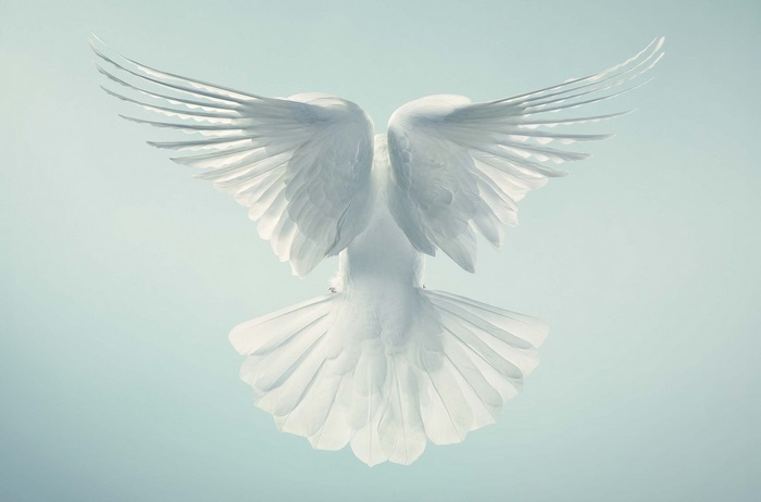 White dove in flight