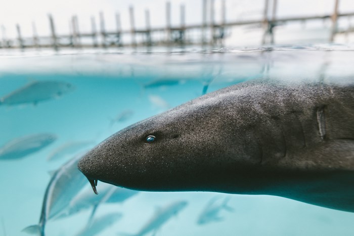 Shark swimming in clear blue water with fish