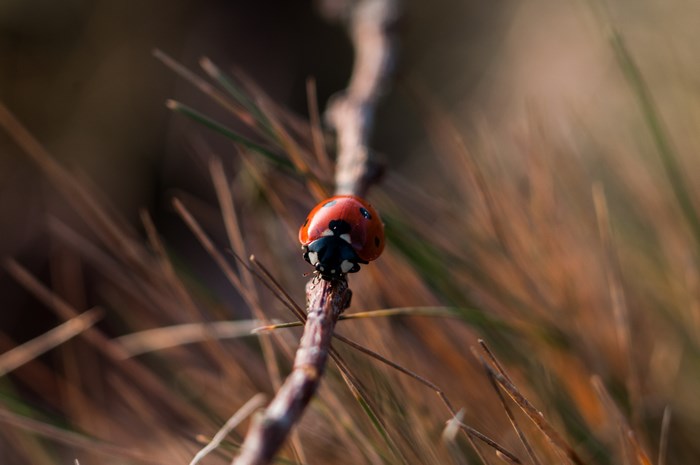 Ladybug on a twig with bokeh background