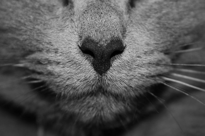 Close up of a cat's nose and whiskers