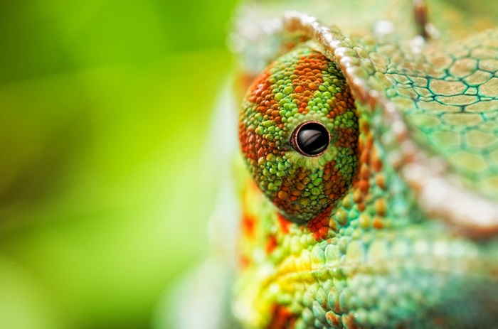 Chameleon eye close-up 4K