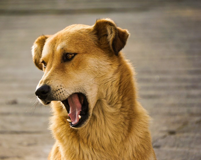 Golden dog yawning outdoors