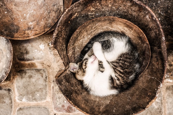 Kitten sleeping curled up in a pot