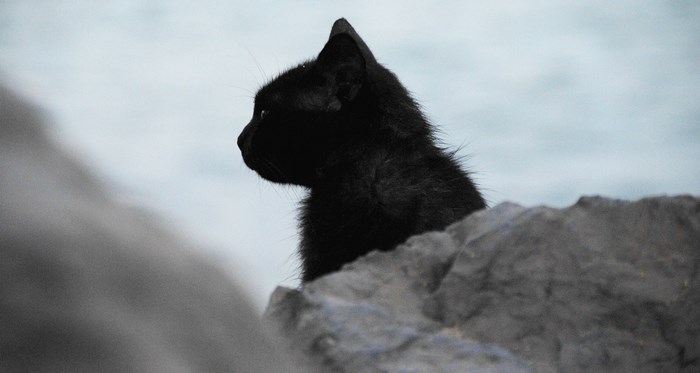 Black cat sitting on rocks