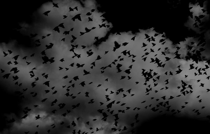 Flock of birds flying in dark clouds