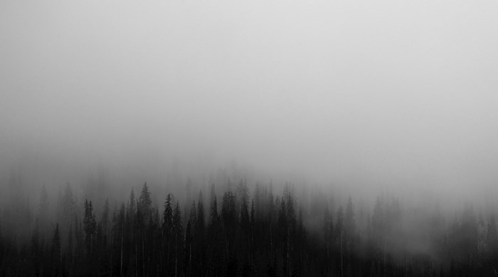 Dark forest shrouded in mist