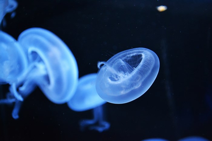 Blue jellyfish in dark water