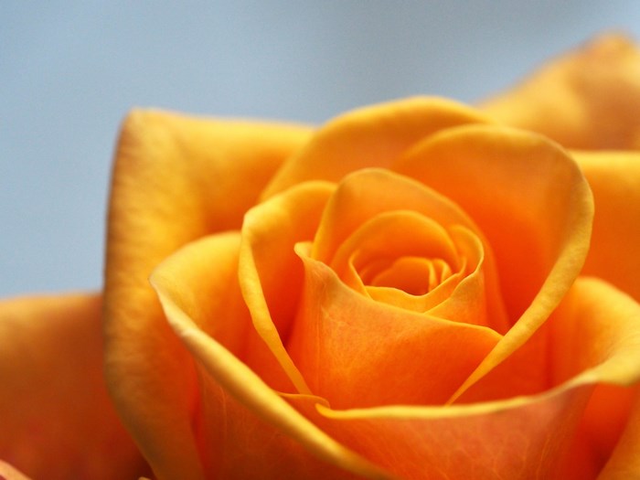 Close-up of an orange rose