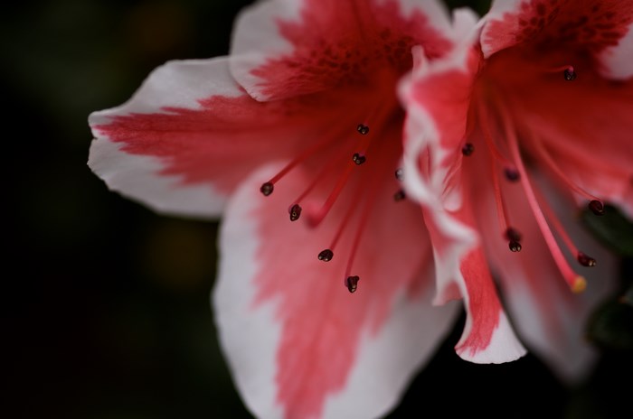 Close up of a pink and white azalea flower