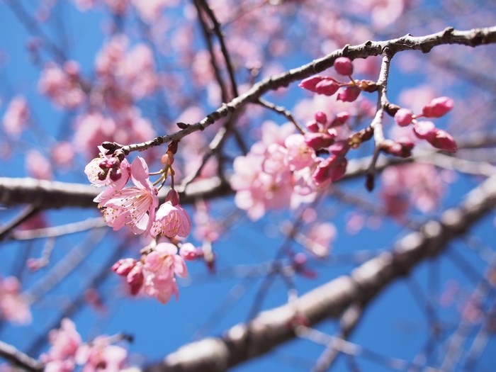 Pink cherry blossoms on a branch against a blue sky