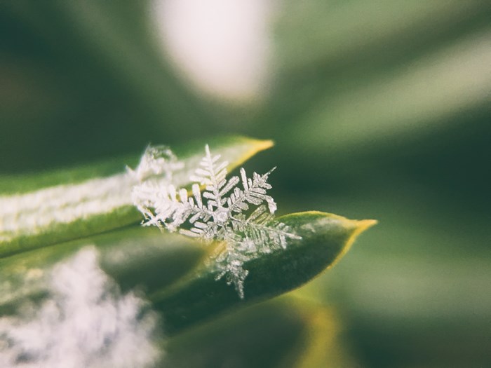 Macro shot of a snowflake on a green leaf