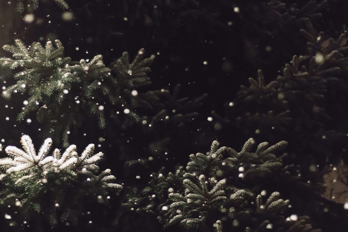 Snow falling on evergreen fir trees at night