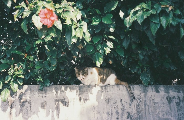 Cat resting on a wall under a hibiscus bush
