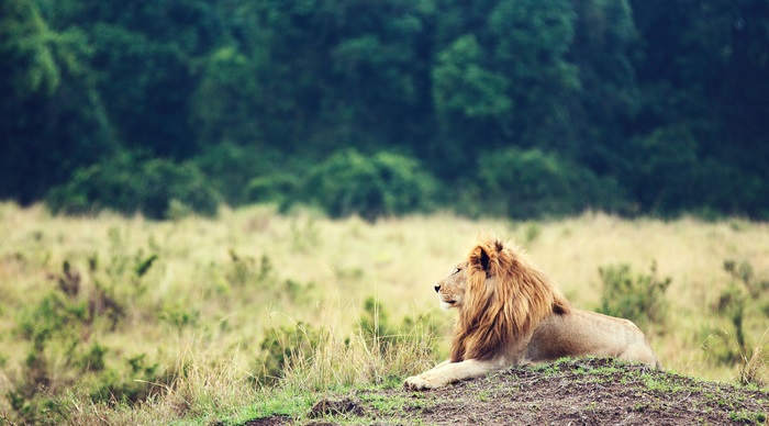 Lion resting on a grassy hill