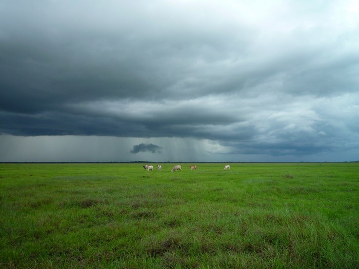 Cows grazing in a field under a stormy sky