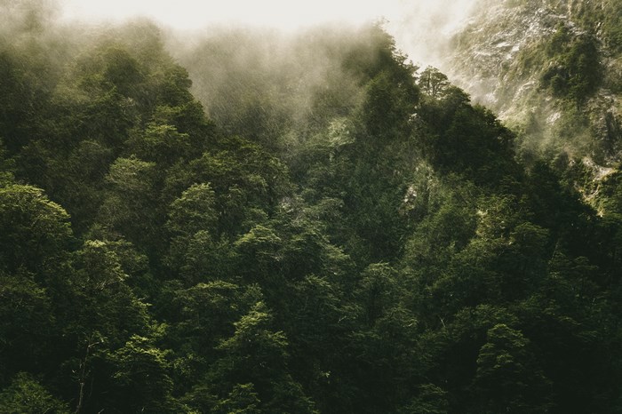 Misty forest on a mountain with rain