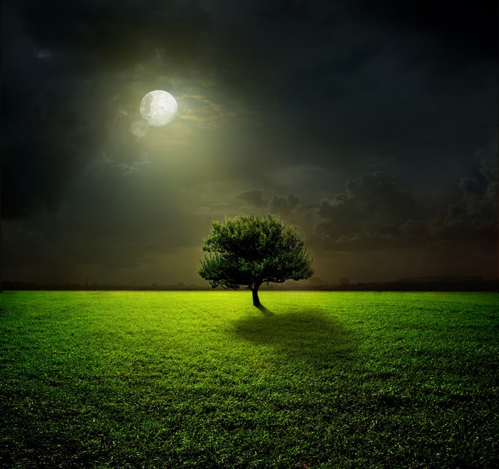 Tree in a field under the moon