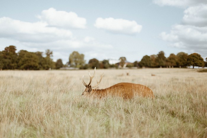 Deer with antlers in a grassy field near Richmond