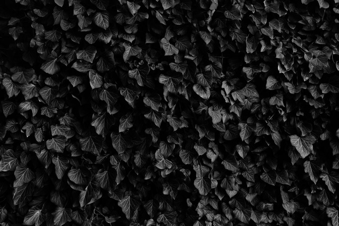 Black and white pattern of ivy leaves