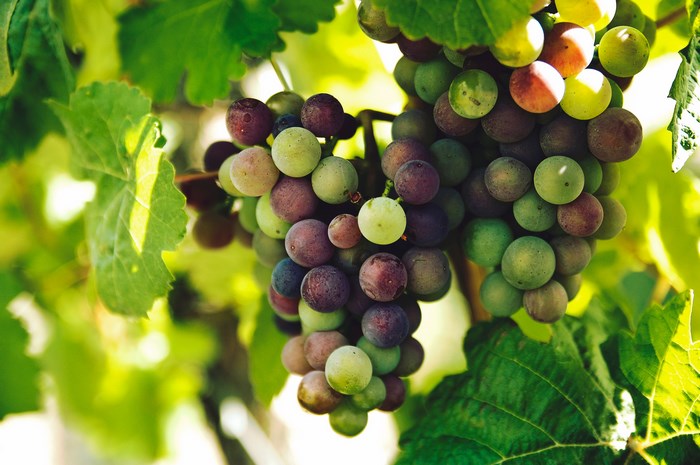 Ripe grapes hanging on a grapevine in the sunshine