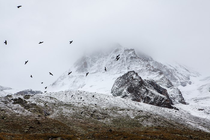 Birds flying over a snowy mountain in fog