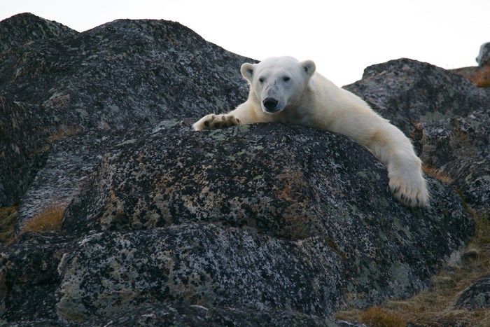 Polar bear resting on dark rocks