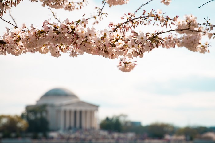 Cherry blossoms in front of the Jefferson Memorial