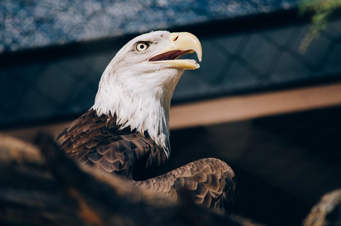 Bald eagle with open beak in an aviary