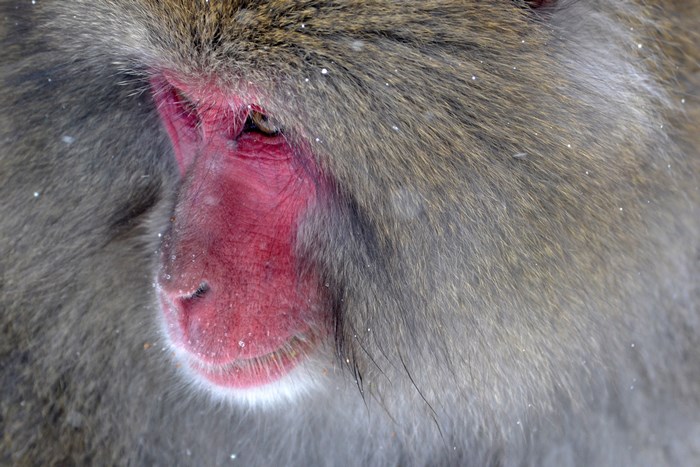 Close-up of a Japanese macaque's face in the snow