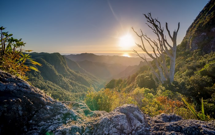 Sunrise over a mountainous valley with a dead tree