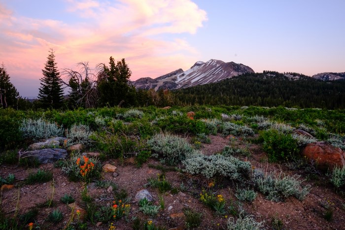Mammoth Mountain at Sunset with Wildflowers
