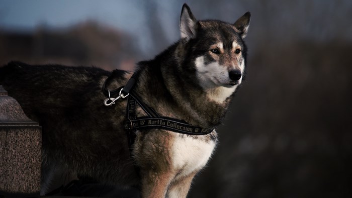 Husky dog wearing a harness