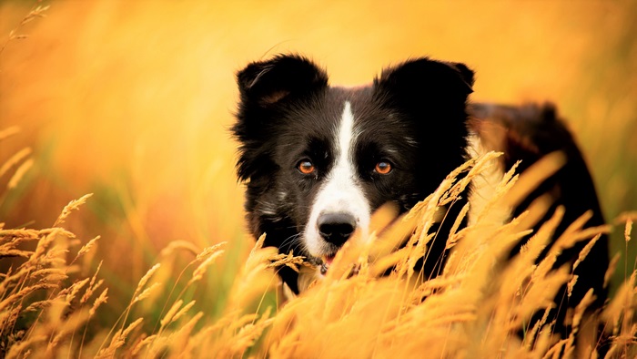 4K Border Collie in Golden Wheat Field
