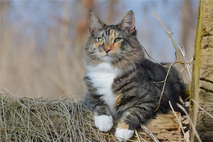Norwegian Forest Cat resting outdoors